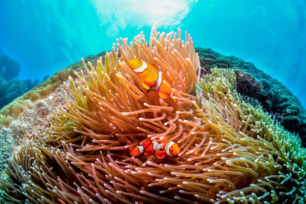 clown fish, great barrier reef