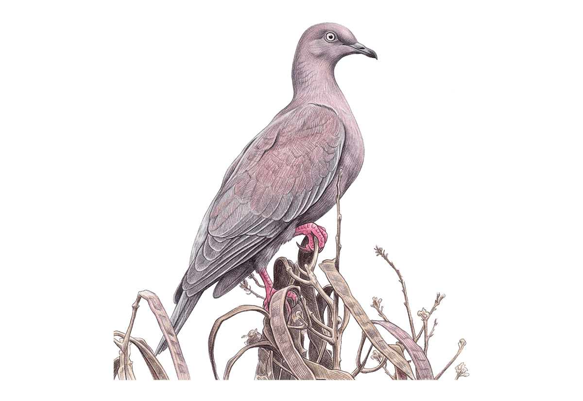 Plain Pigeon illustration