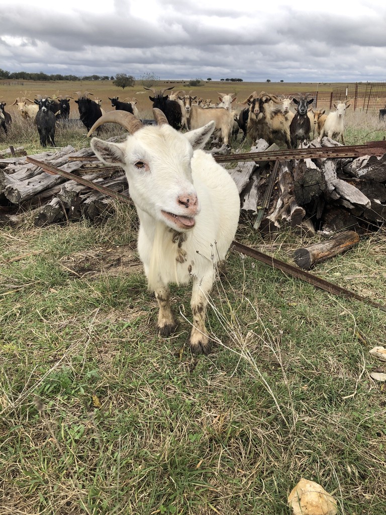 Picture of a goat that was on site at our roofing job. 