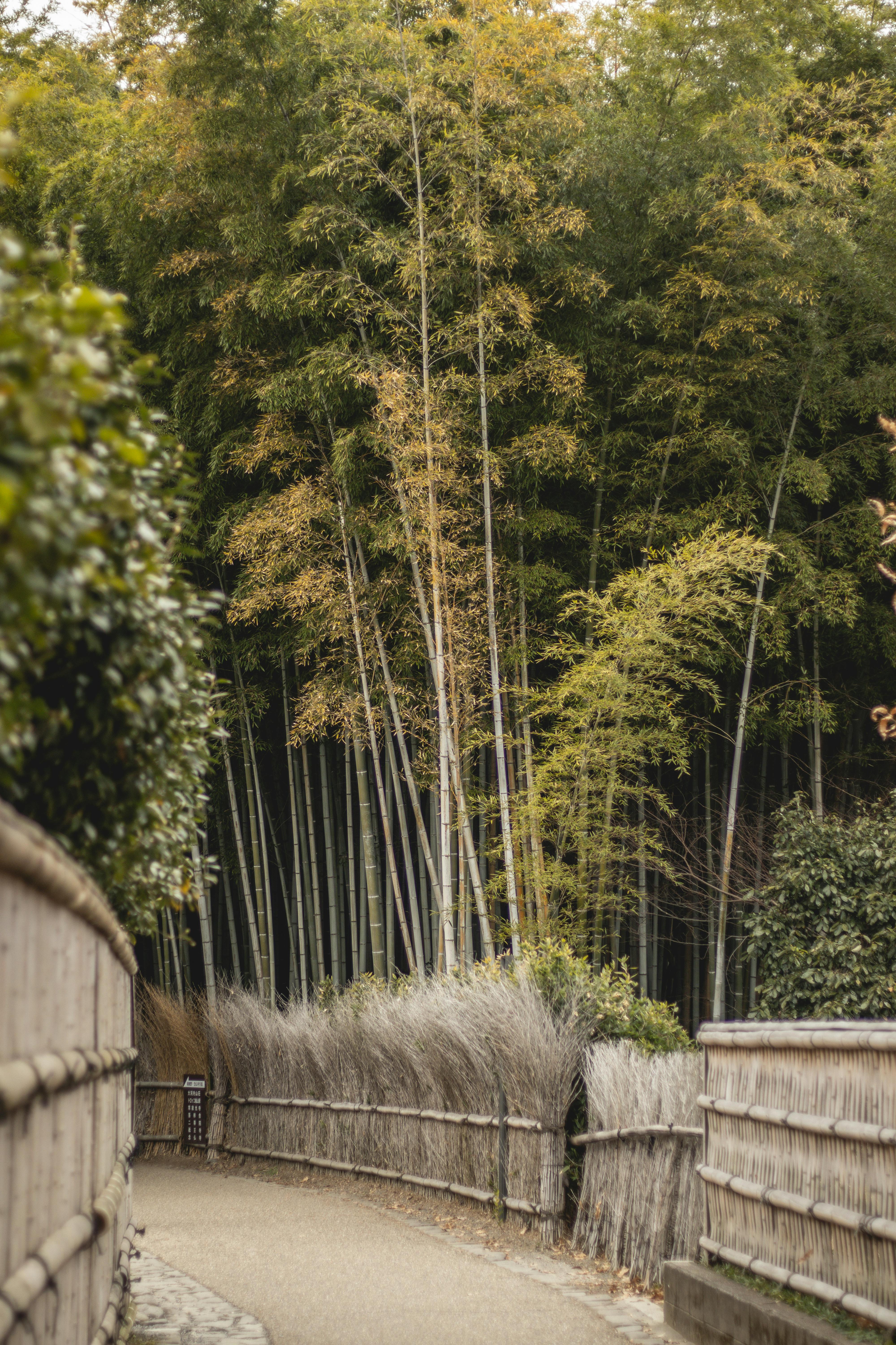 green grass field with trees and mountains in the distance
