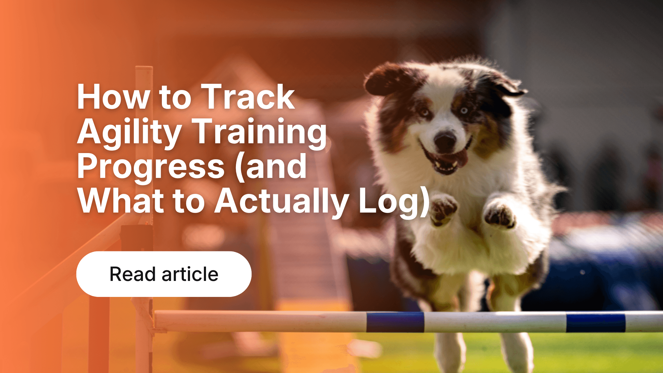 Dog Activity Tracking: Why Data Improves Health & Fitness
