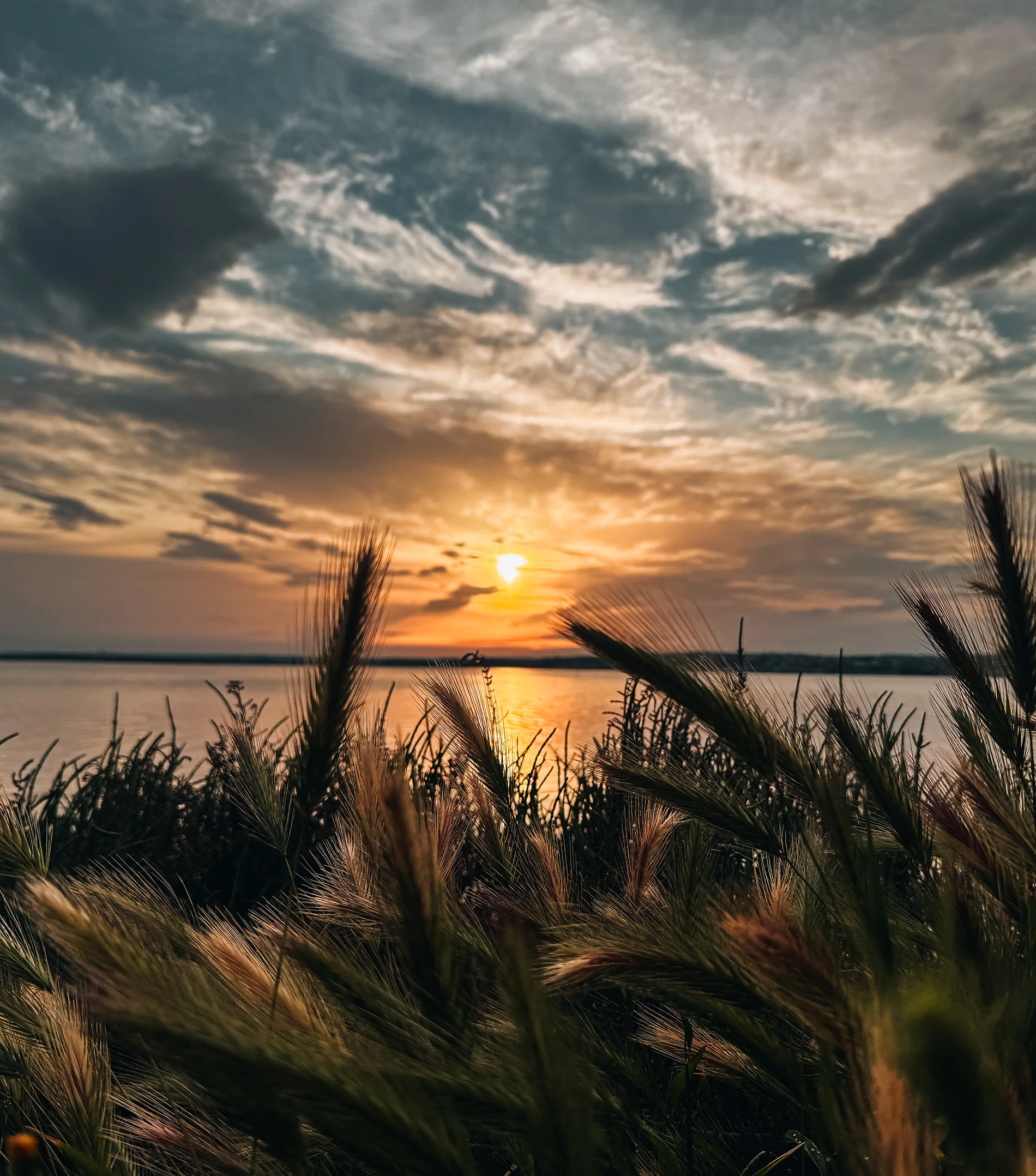 Un coucher de soleil illumine des champs de céréales au bord de l’eau.  