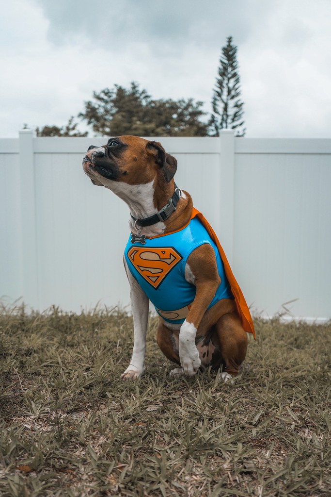 A dog with a Super Man cape.