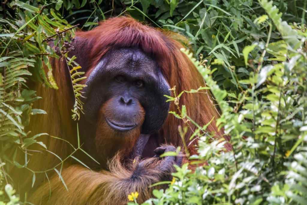 Orangutan, Sabah - adventure destinations