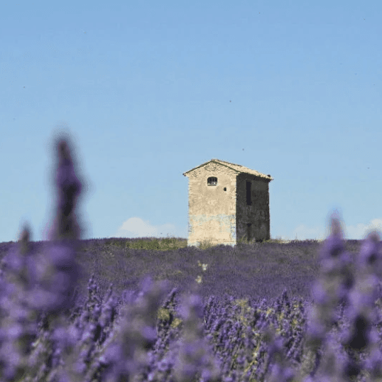 A house in a field of lavender