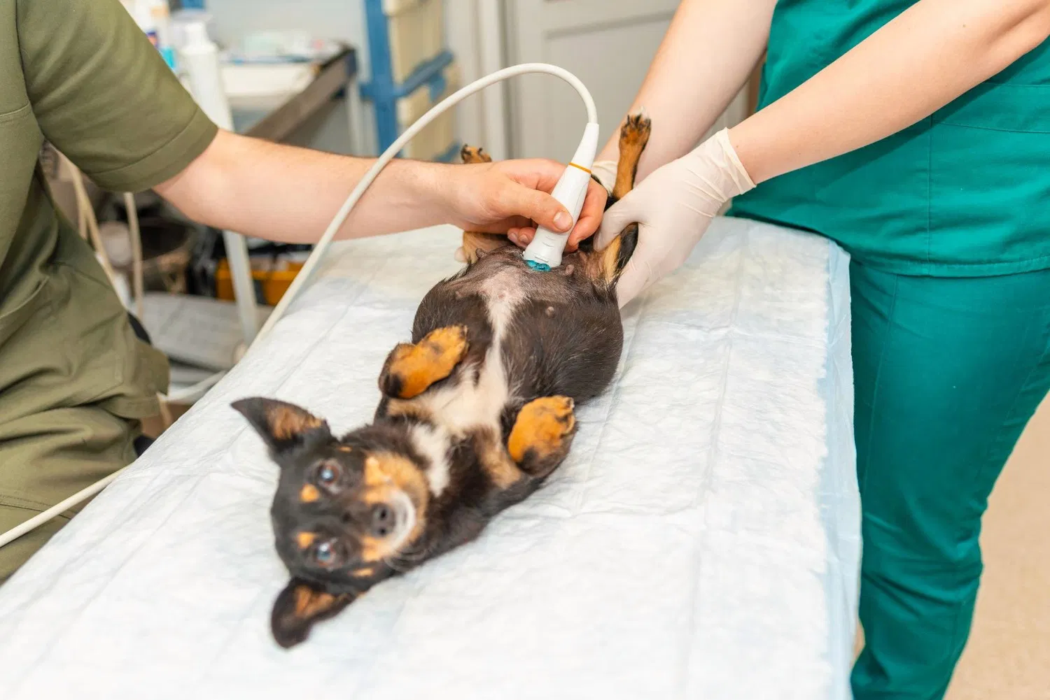 Lakehaven Vet providing veterinary care in Benton, Louisiana.