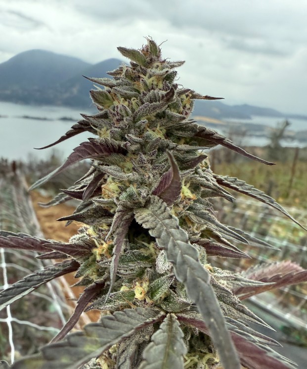 Gushers ECCO Certified Exotic Cannabis Flower Noble Pacific