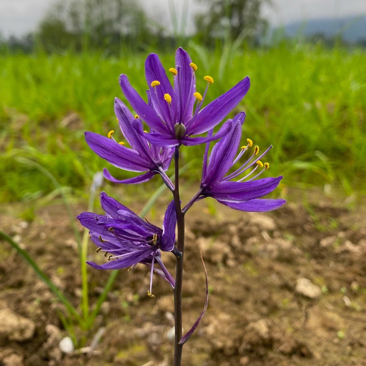 A purple wildflower growing naturally in grassy land.