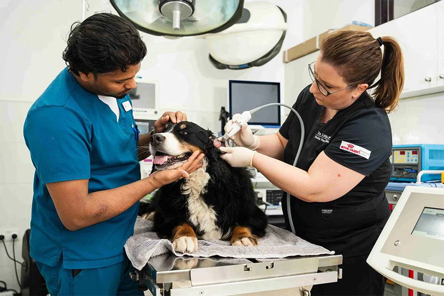 Two veterinarians are checking a dog's skin, coat, and ears for signs of allergies.