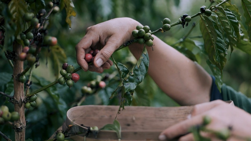 Close-up of a green plant with leaves and small clusters of reddish-brown fruits against a blurred background.