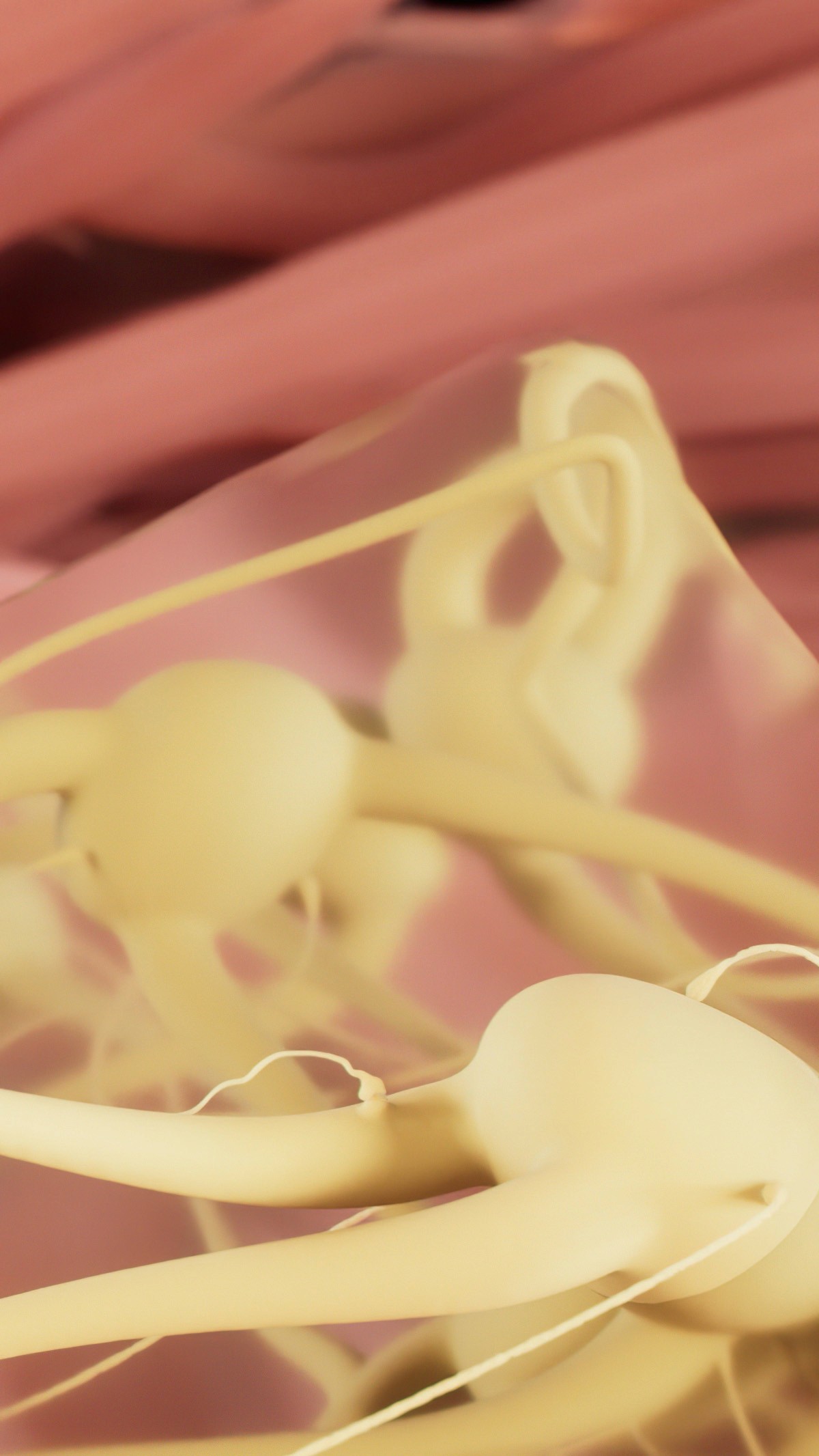 Enteric neurons in the submucosal plexus