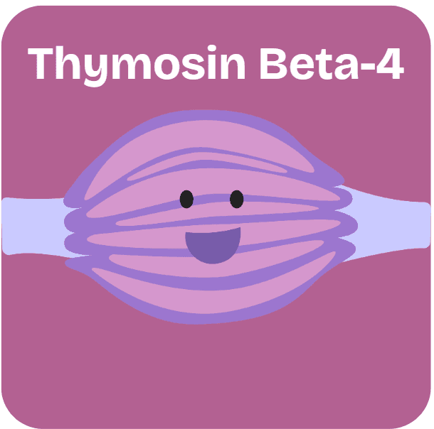 Thymosin Beta-4 Peptide for muscle recovery, wound healing, and reducing inflammation.