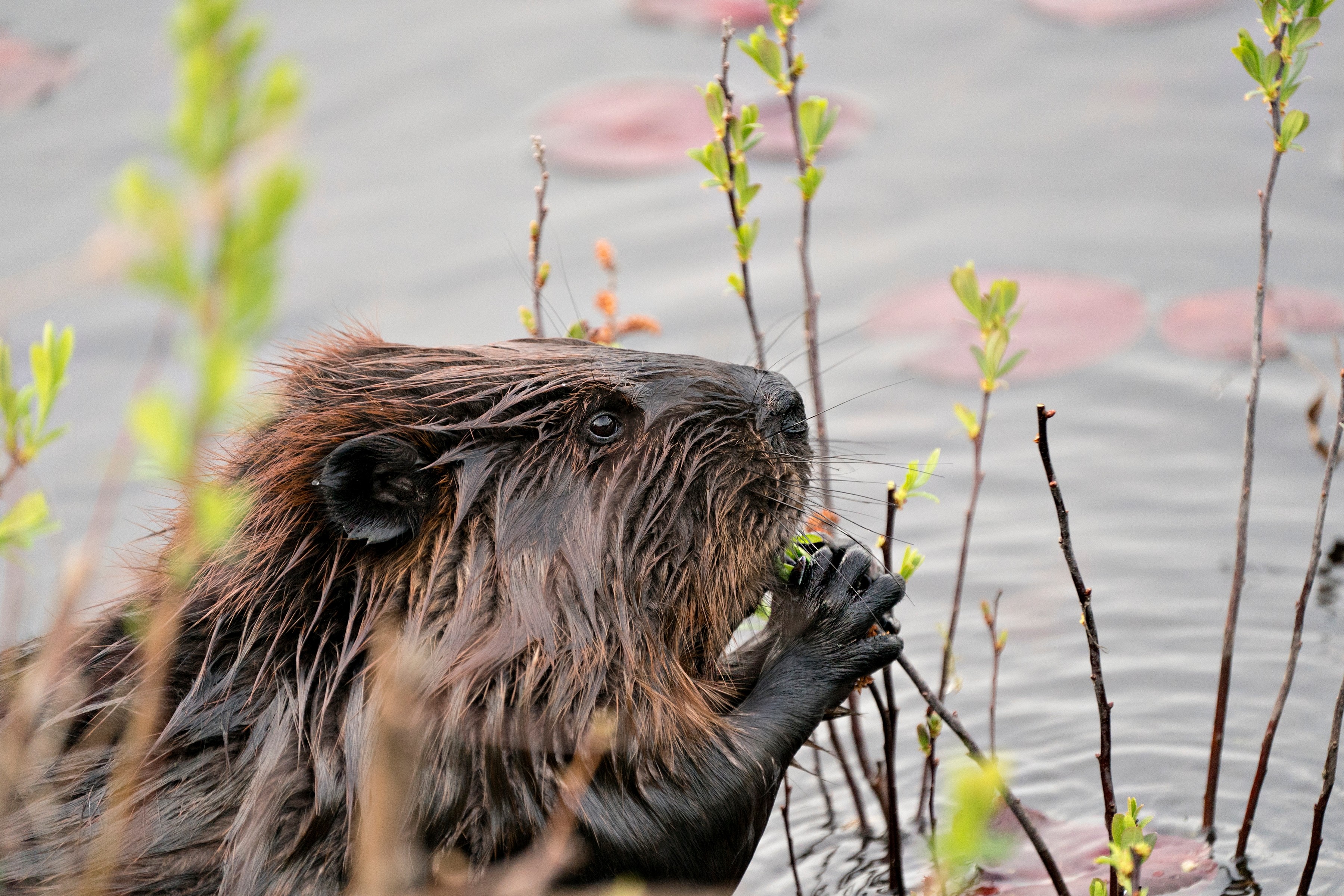 Beavers return to London after 400 years