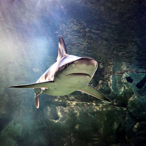 A shark swims underwater with light filtering through the water, highlighting the textured rocky background.