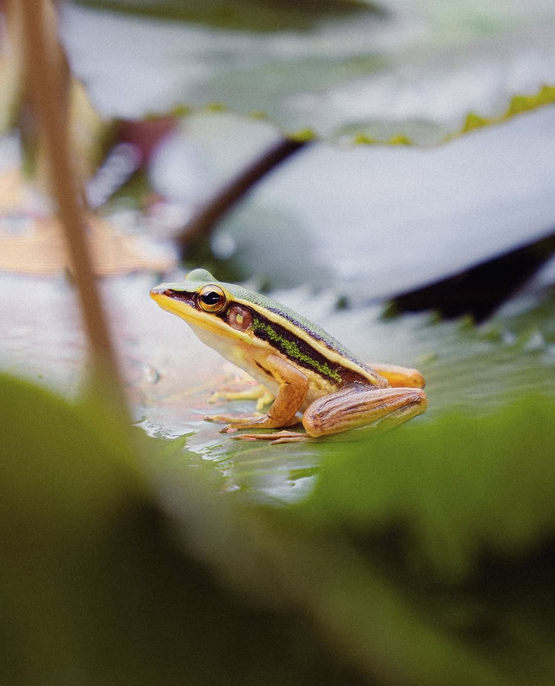 A close-up of a vibrant frog resting on a water lily leaf, surrounded by greenery.