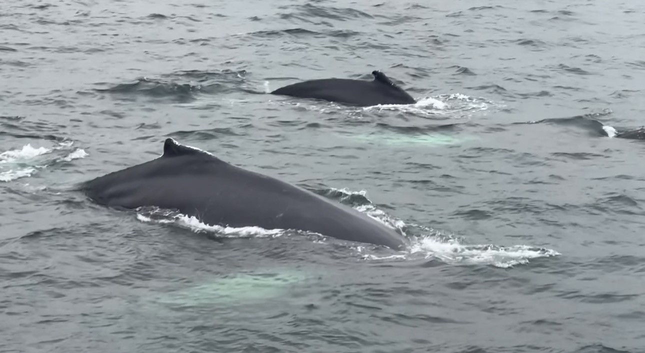 a group of people walking on a sidewalk