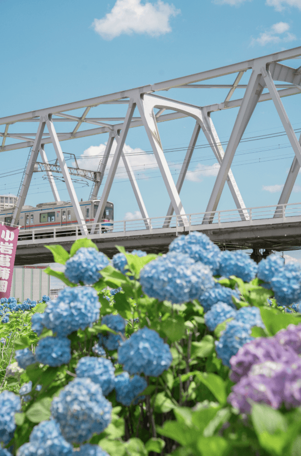 Light blue hydrangeas with a train passing on a bridge in the background in Koiwa Shobu Garden