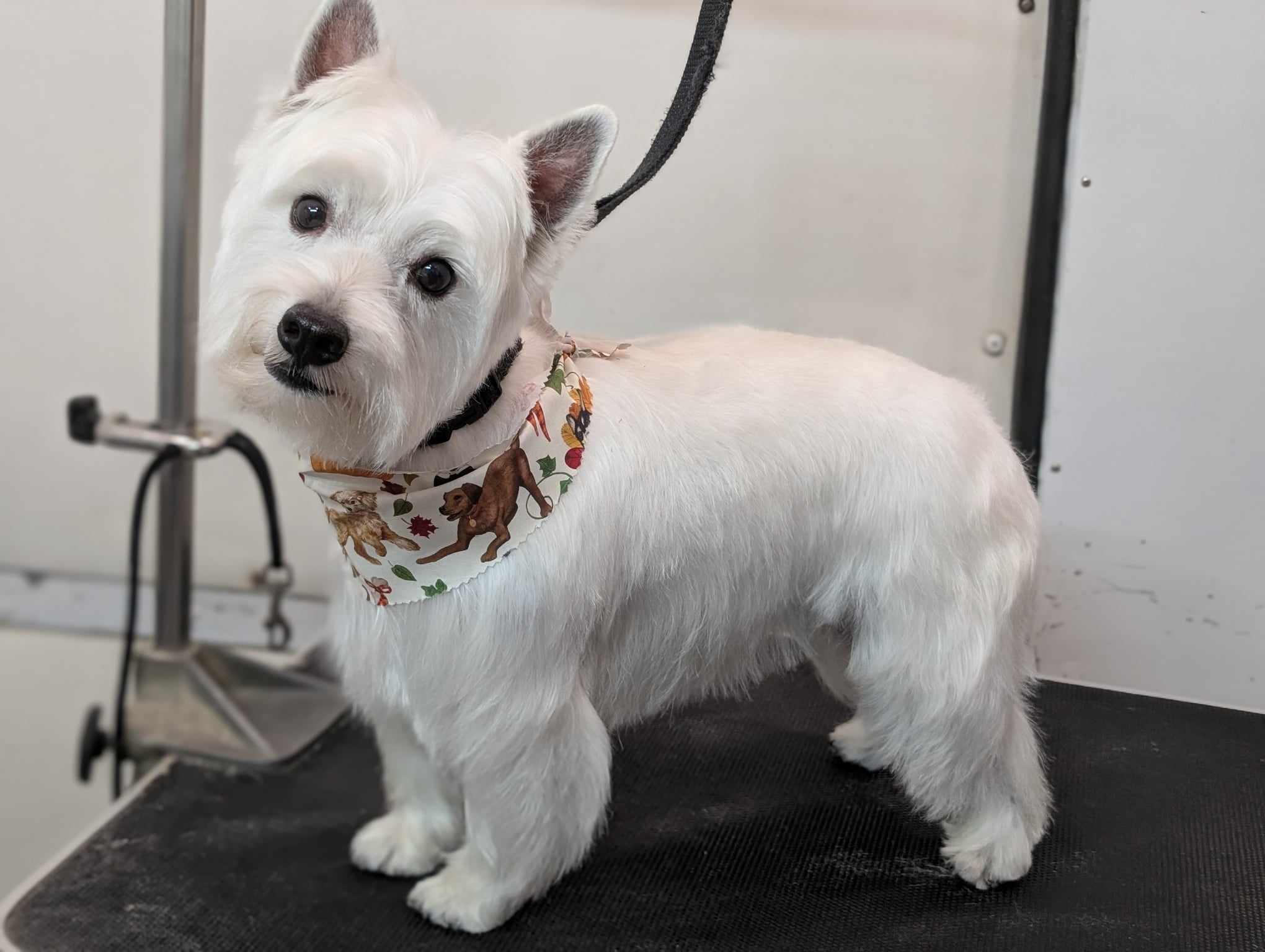 Small Dog Grooming Full Grooming Photo - Wags To Riches Dog Grooming