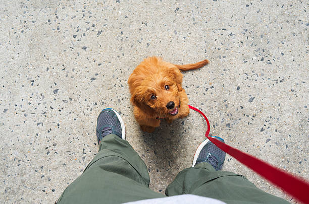 A well-behaved dog while being walked outdoors