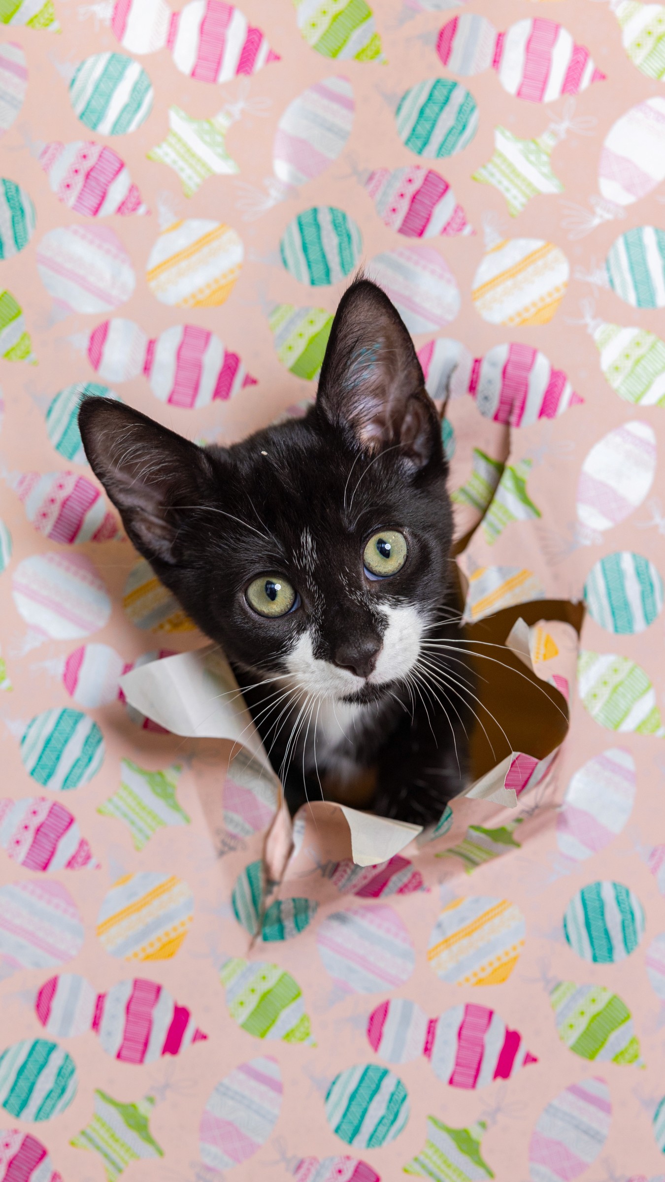 Black and white kitten tearing through pink christmas wrapping paper