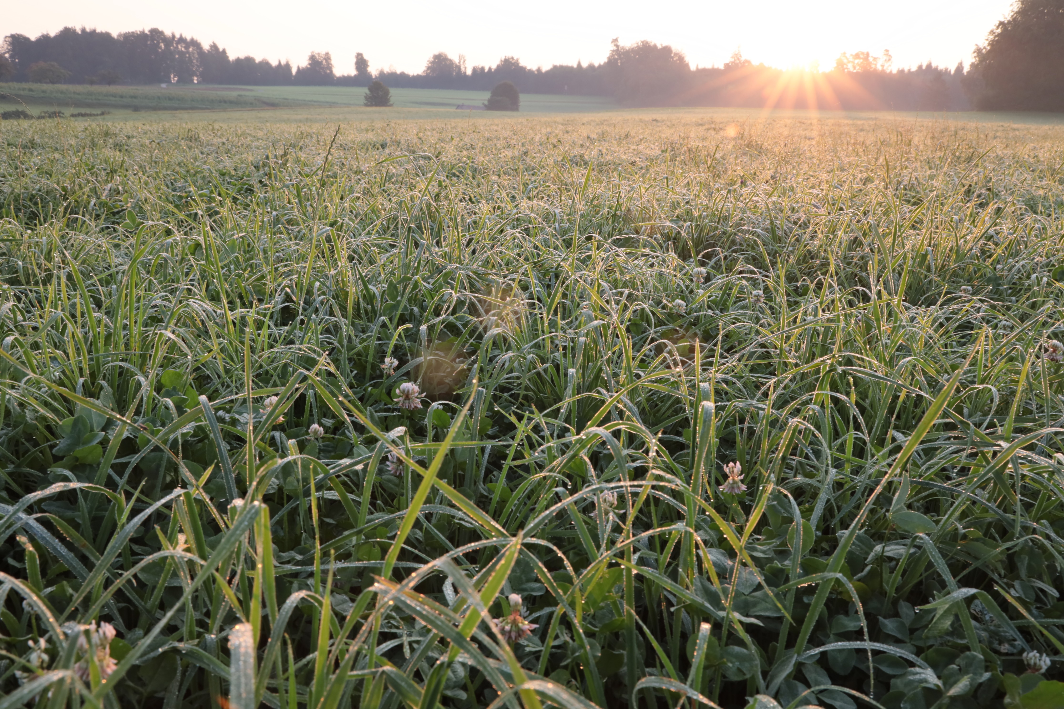 View of nature, a regenerative farm with sunlight