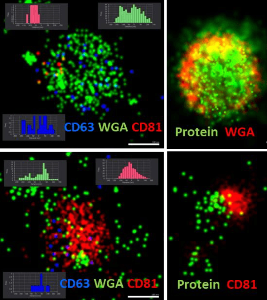 A collection of images illustrating different protein types, showcasing their unique shapes and biological roles.