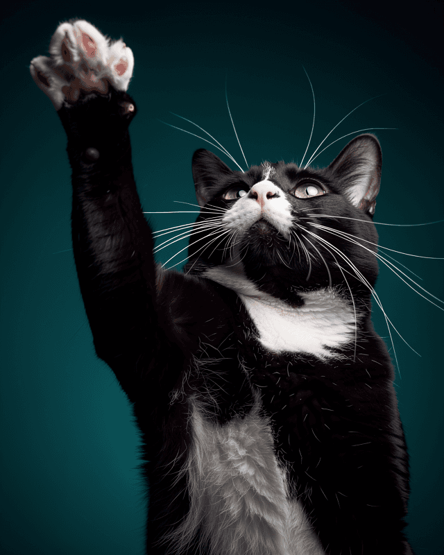 Cat Portrait Playful Paw