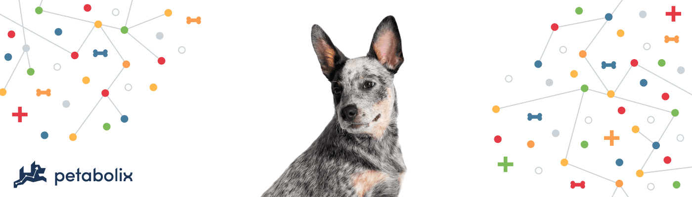 Australian Cattle Dog image