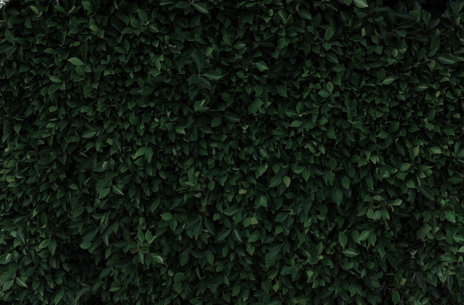 Tropical monstera flower