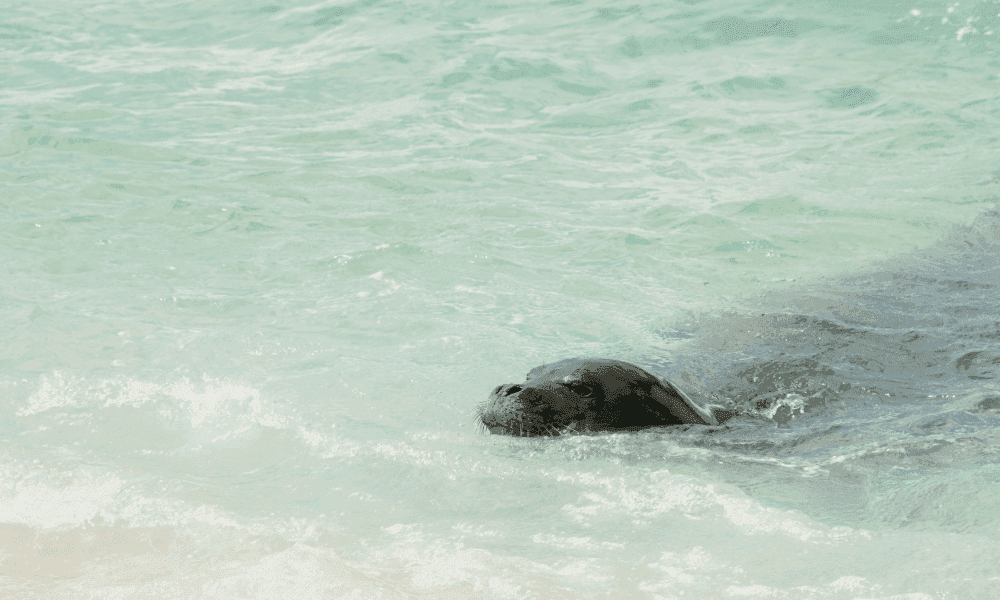 hawaiian monk seal surfacing while swimming in the ocean off the coast of oahu