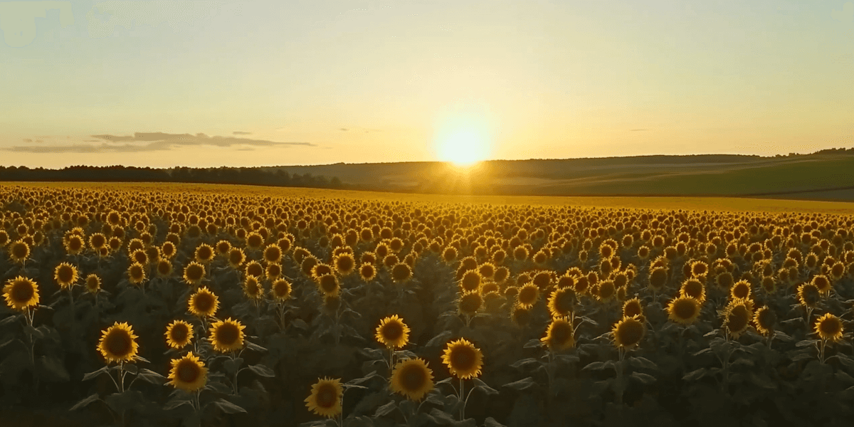 Vibrant sunflower field at sunset representing emotional growth, positivity, and the healing journey through therapy.