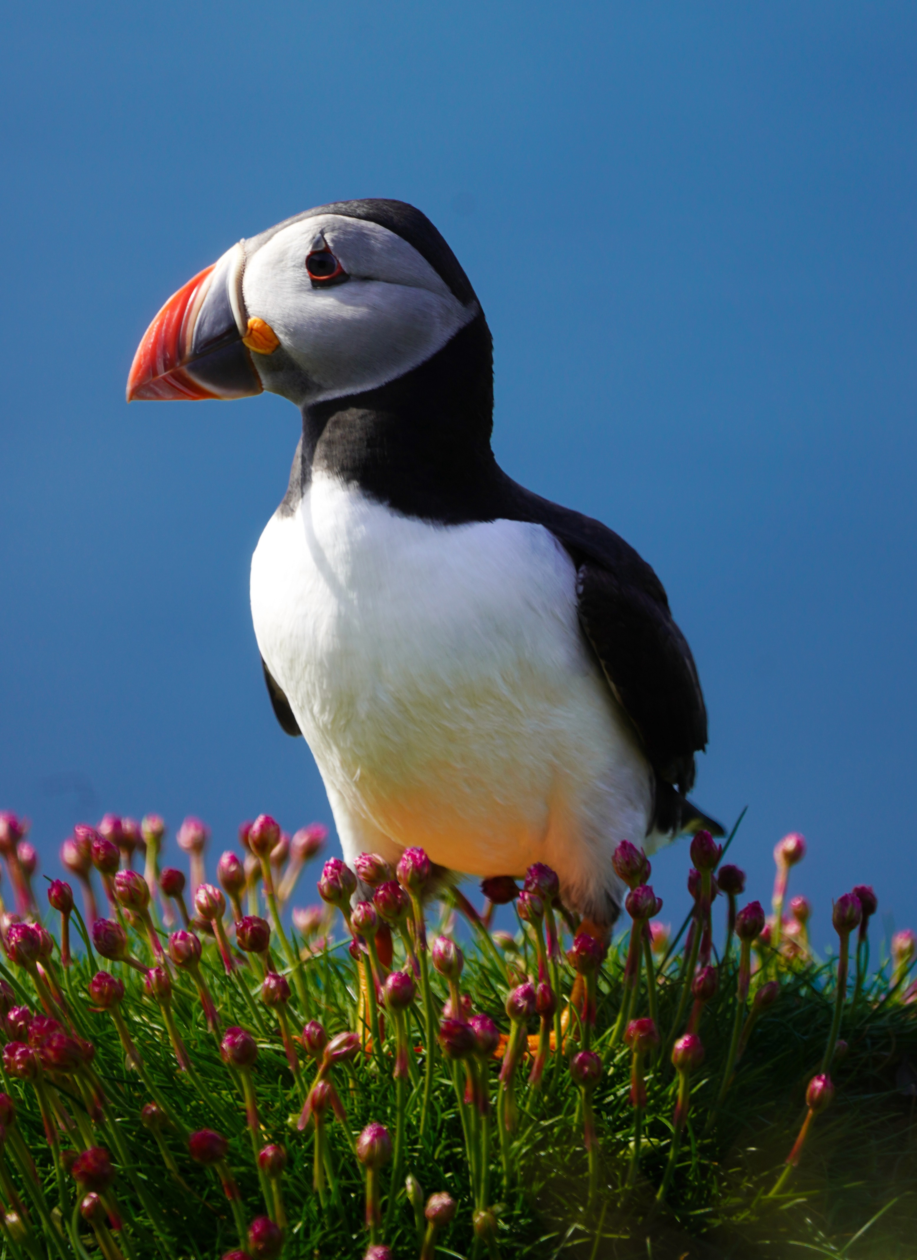 Puffin Among Flowers