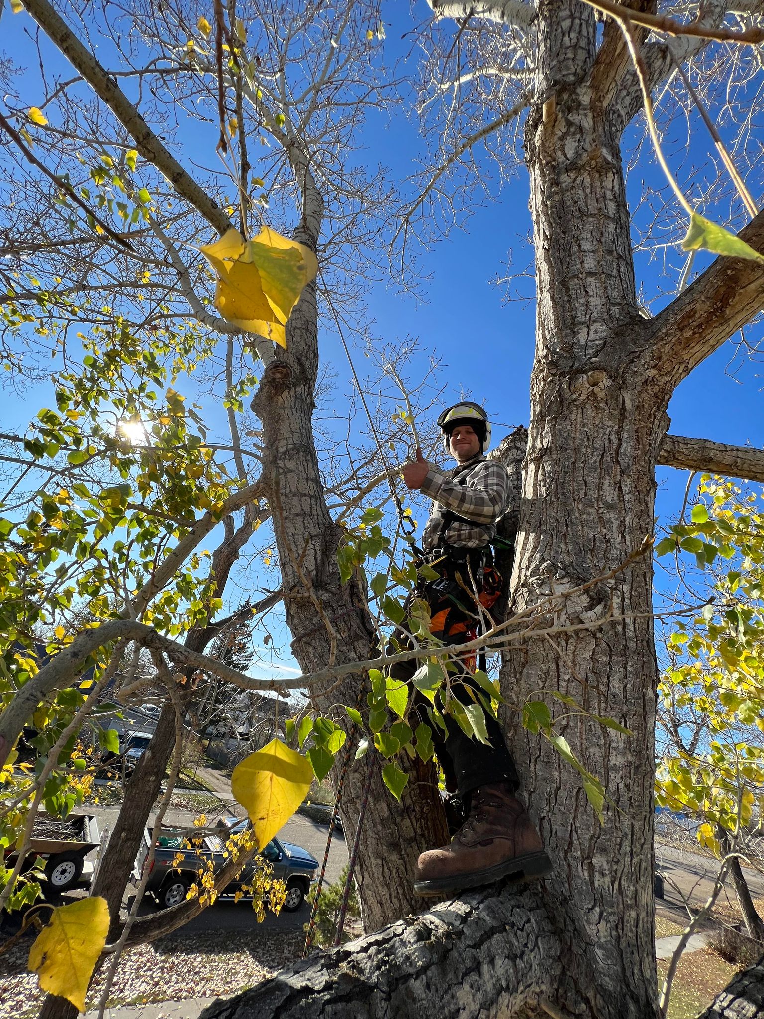 Nick Todd, A Certified Arborist, Climbing a Tree and giving a thumbs up.