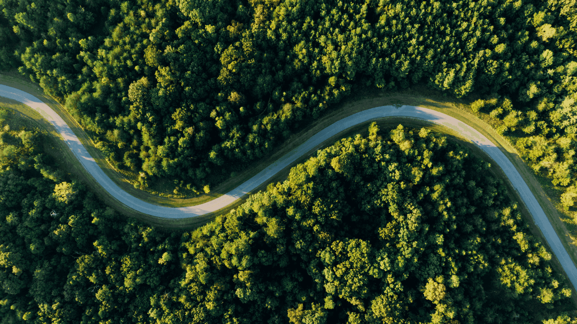 Aerial view of a winding road cutting through a dense green forest.