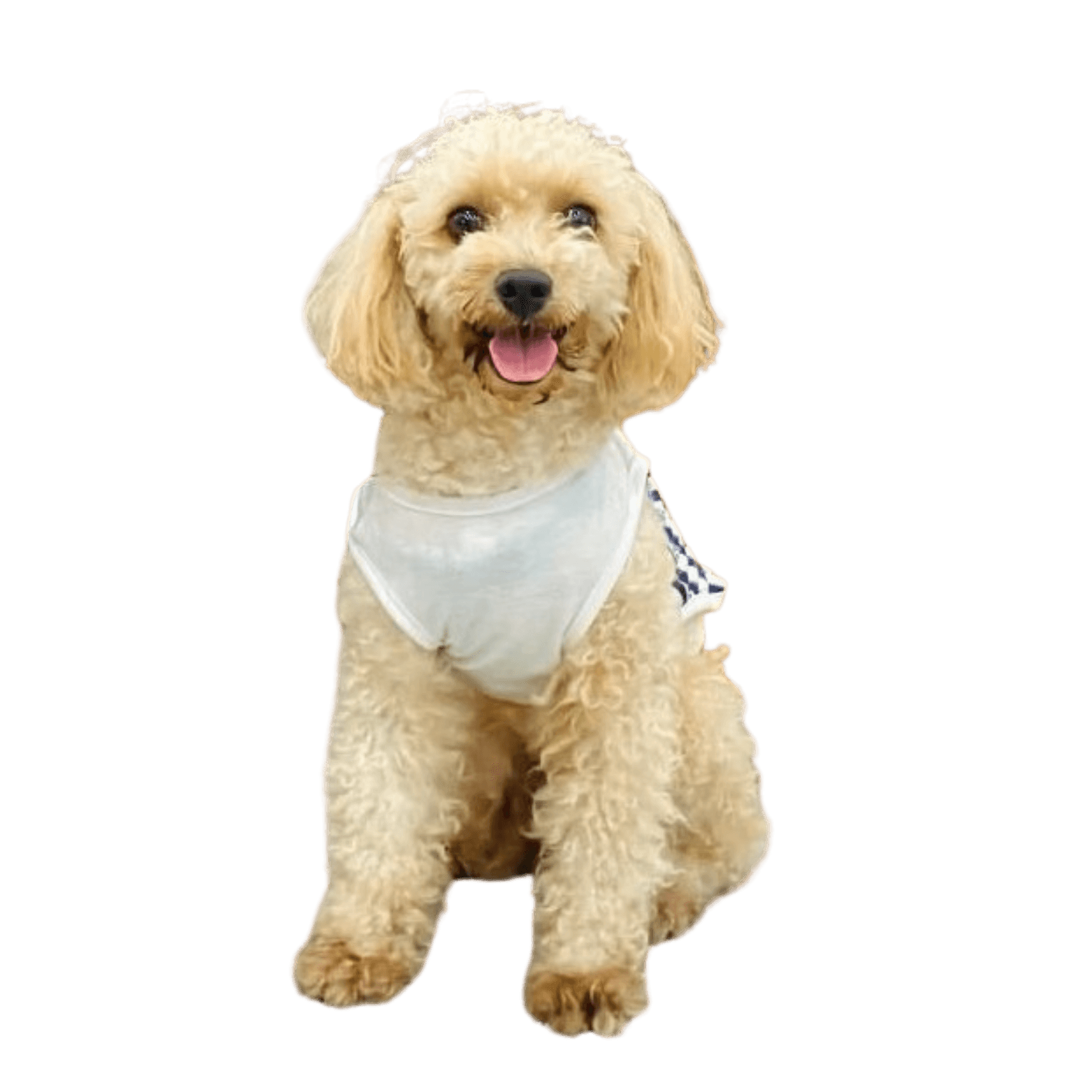 white and brown long coated small dog on green textile (Background Removed) (Background Removed)