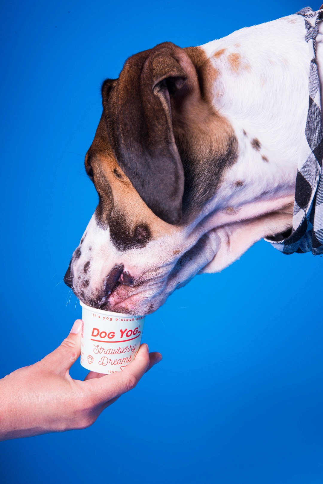 campaign graphics designer Melbourne