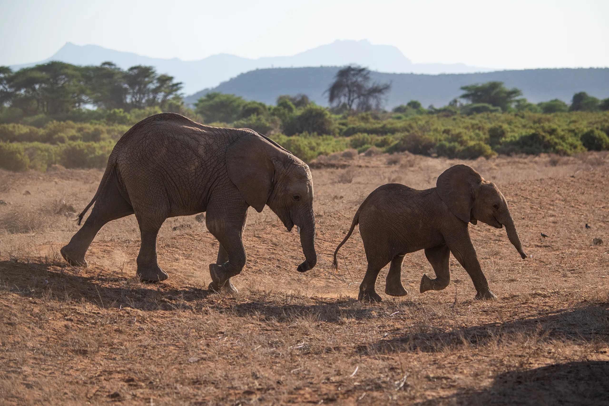 A family of elephants traversing the open plains with large mountains visible on the horizon.