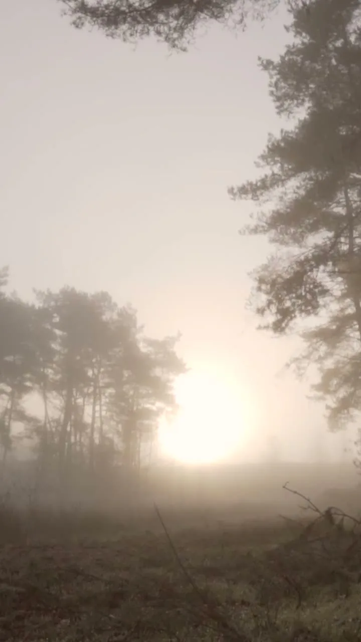 The sun rising through mist over pines on the Understory Loop