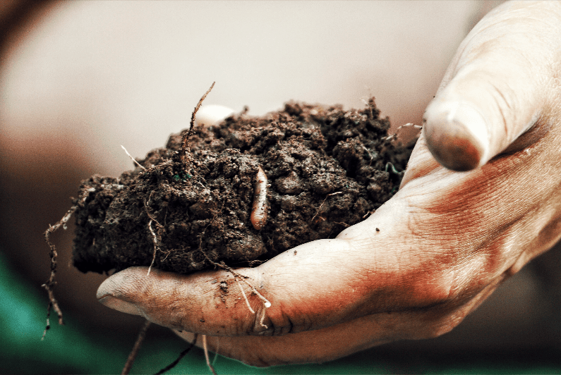 holding soil in hand