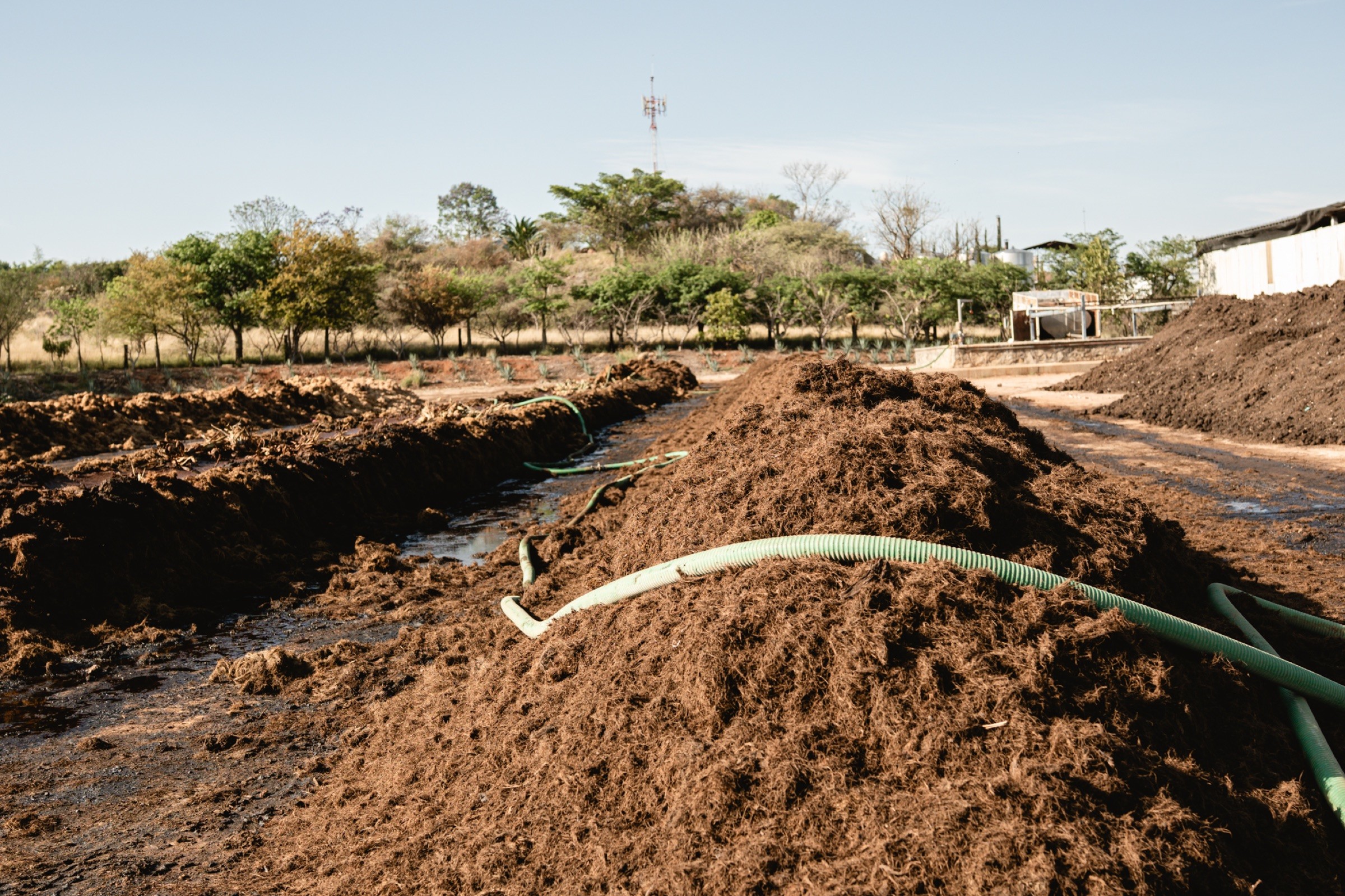 Rows of agave compost in the field
