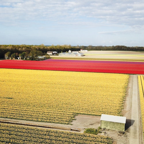 Nikmati keindahan tulip dan bunga lainnya dari dekat