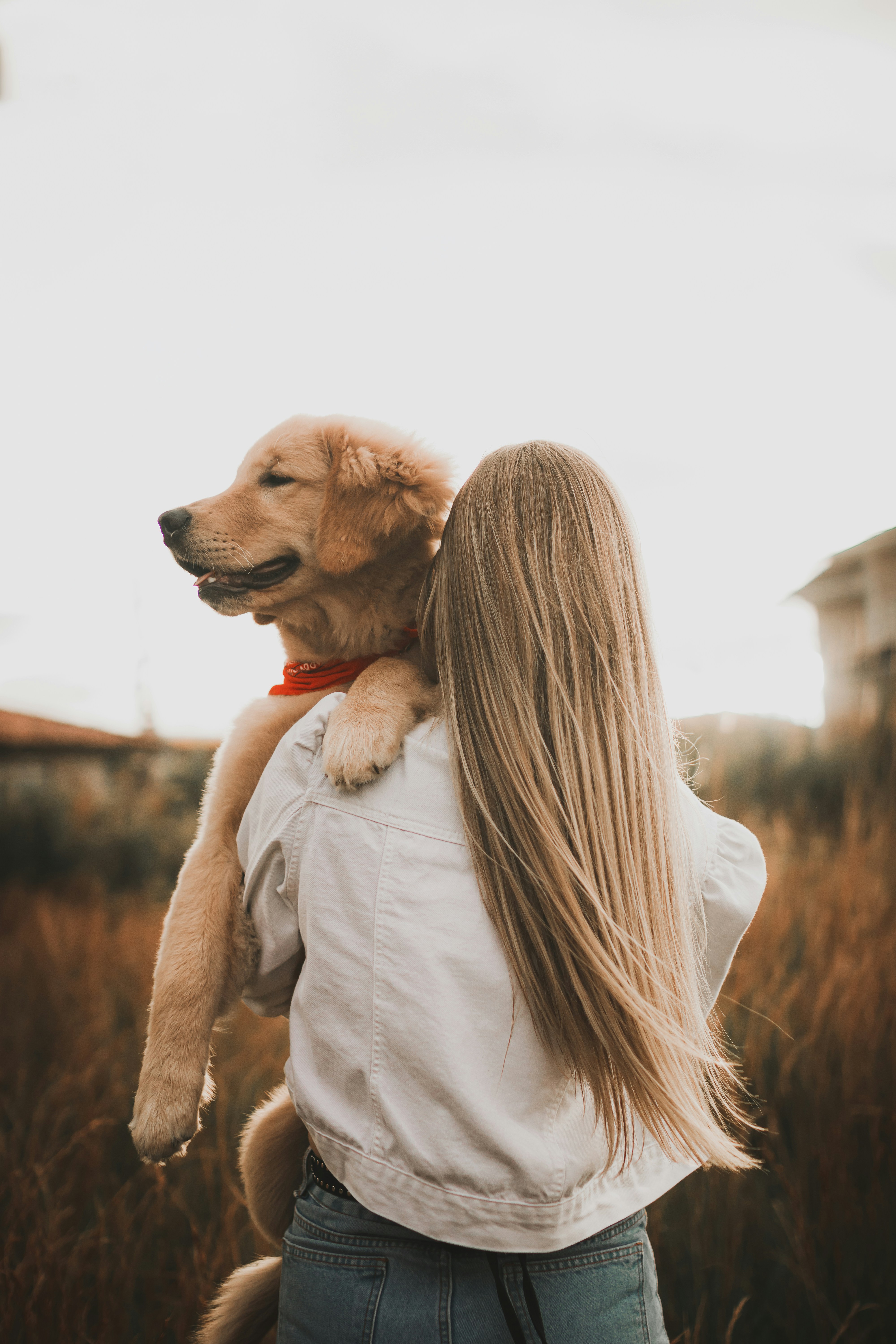 calm dog routines for when owners leave home