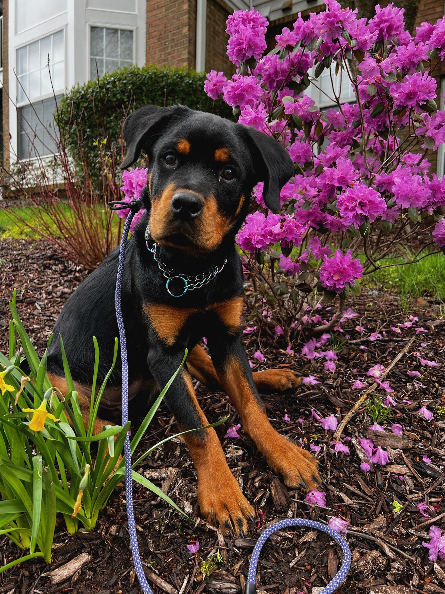 Black and tan dog on leash in garden with pink flowering shrub