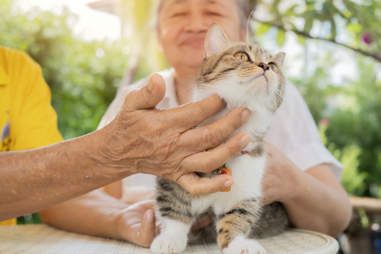 Tabby cat being pet by two people