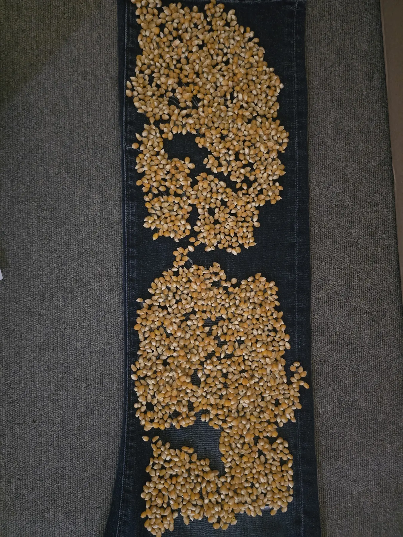 Long blue denim panel under construction, covered with dense and irregular areas of hand-applied unpopped popcorn kernels.