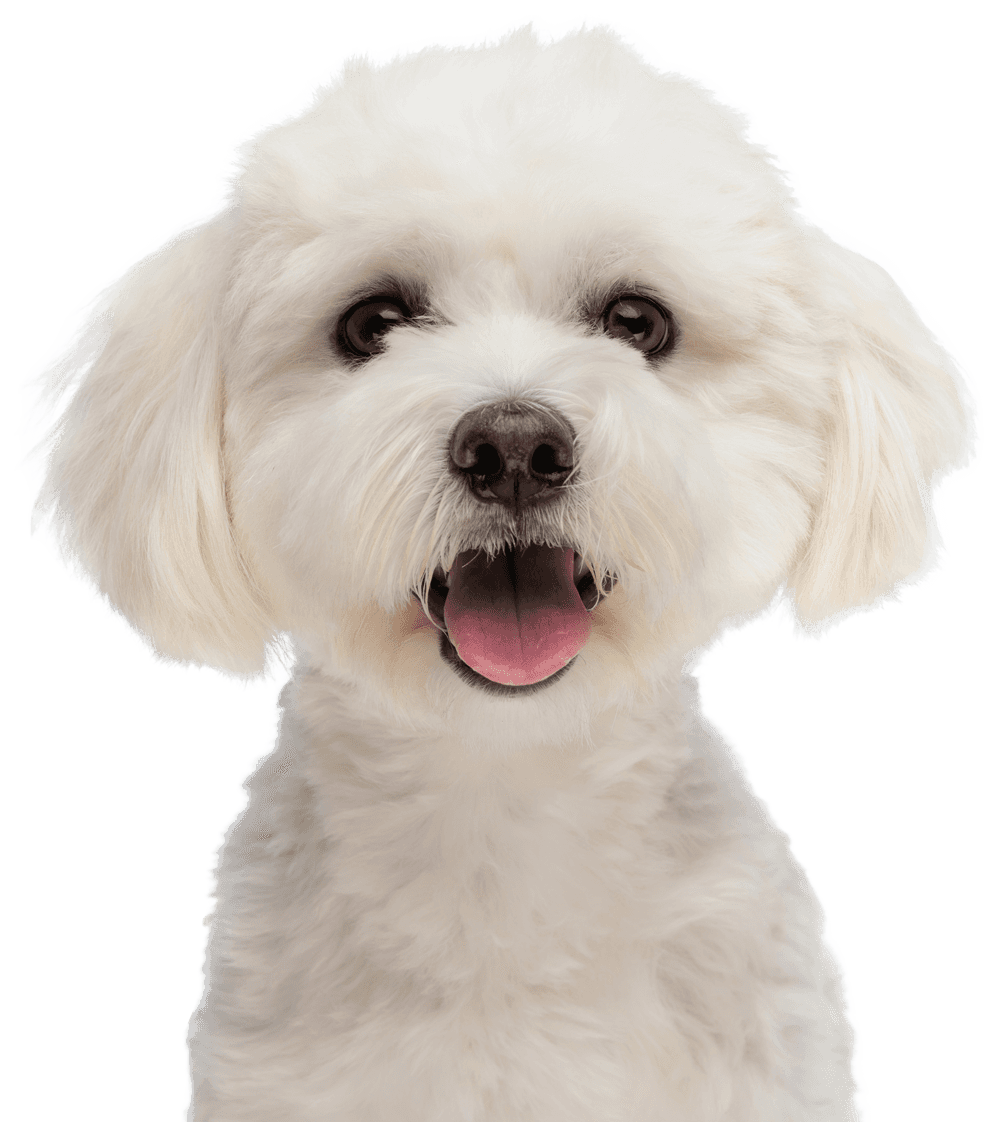 Happy Napo customer with their pet