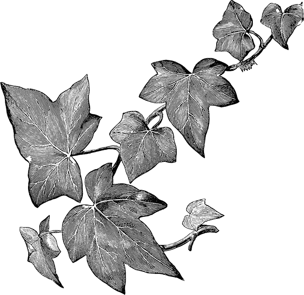 Monochrome vintage plants leaves illustration