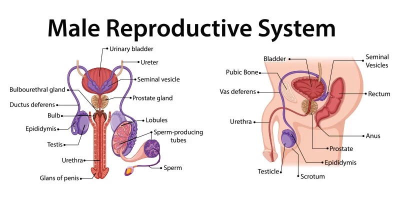 Male reproductive system diagram