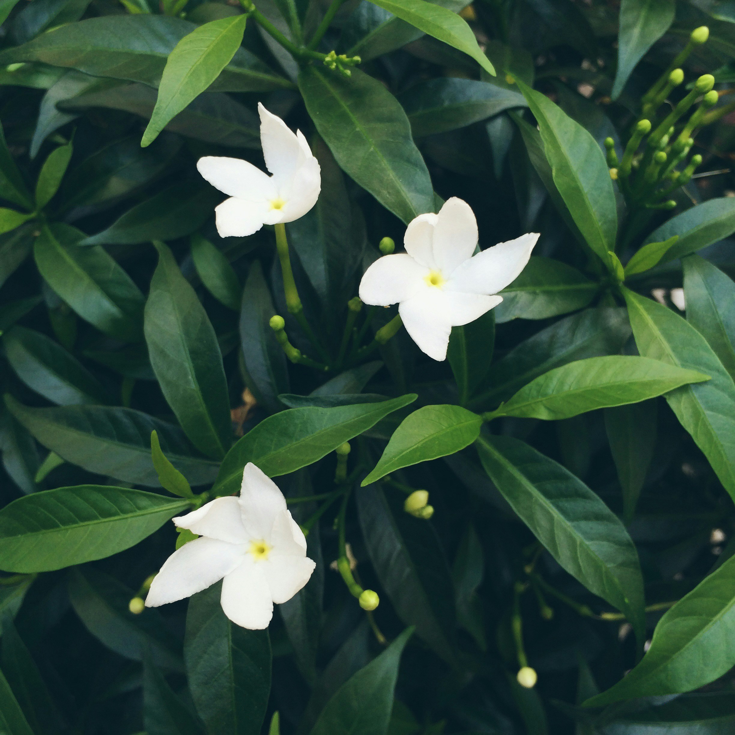 Jasmine plant
