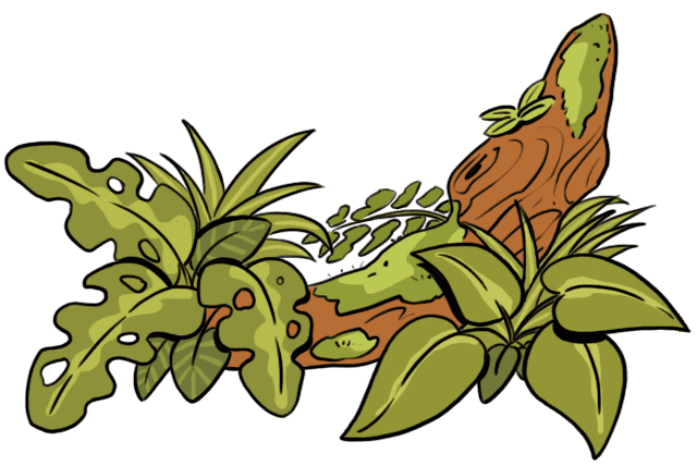 Monteverde Flora